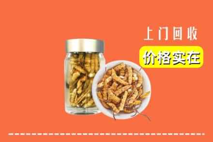 吉安市井冈山回收散虫草