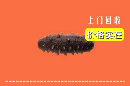 吉安市井冈山回收海参