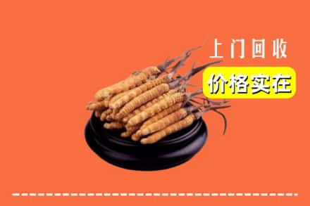 吉安市井冈山回收冬虫夏草